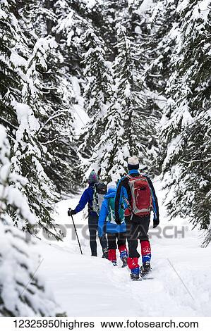 A group snowshoeing along a trail in a snow covered forest, East of Field; British Columbia, Canada View Large Photo Image Stock Photograph - A group snowshoeing along a trail in a snow covered forest, East of Field; British Columbia, Canada. Fotosearch