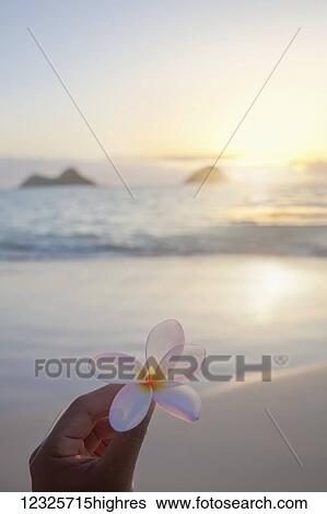 Stock Photograph - A hand holds a plumeria flower with a view of Mokulua twin islands and the ocean at sunset in the distance; Kailua, Oahu, Hawaii, United States of America. Fotosearch
