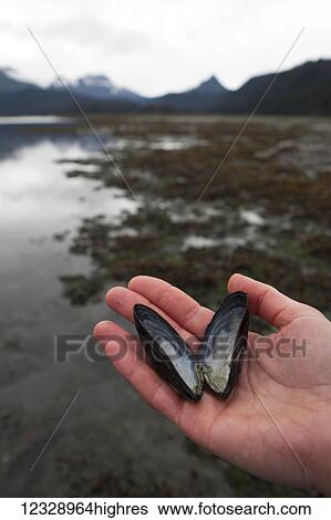 Stock Photograph - A hand holds an open mollusc shell at the water's edge; Alaska, United States of America. Fotosearch
