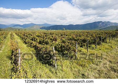 Stock Photograph - A harvested vineyard; Kakheti region, Georgia;. Fotosearch