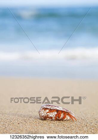 Stock Photograph - A Hawaiian sea creature, Halloween Hermit Crab (Ciliopagurus strigatus) on the sandy beach; Honolulu, Oahu, Hawaii, United States of America. Fotosearch