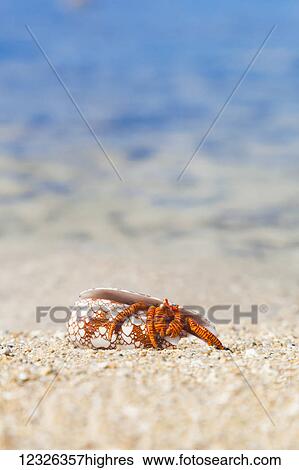 Stock Photograph - A Hawaiian sea creature, Halloween Hermit Crab (Ciliopagurus strigatus) on the sandy beach; Honolulu, Oahu, Hawaii, United States of America. Fotosearch