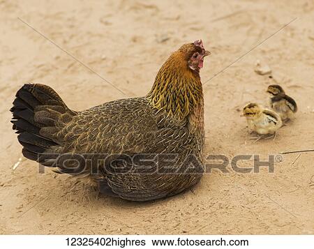 Stock Photograph - A hen (Gallus Gallus Domesticus) with her chicks; Luang Prabang Province, Laos. Fotosearch