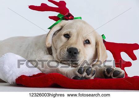A Labrador puppy laying down on a santa hat wearing red reindeer antlers on it's head; Anchorage, Alaska, United States of America View Large Photo Image Stock Photograph - A Labrador puppy laying down on a santa hat wearing red reindeer antlers on it's head; Anchorage, Alaska, United States of America. Fotosearch