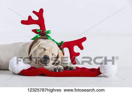 Stock Photograph - A Labrador puppy lays down on a santa hat wearing red reindeer antlers on it's head against a white background; Anchorage, Alaska, United States of America. Fotosearch
