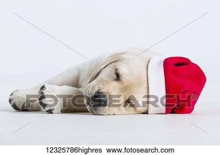 Stock Photograph - A Labrador puppy lays down on a white background wearing a santa hat; Anchorage, Alaska, United States of America. Fotosearch