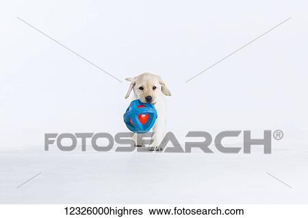 A Labrador puppy walking on a white background carries a blue ball in it's mouth; Anchorage, Alaska, United States of America View Large Photo Image Stock Photograph - A Labrador puppy walking on a white background carries a blue ball in it's mouth; Anchorage, Alaska, United States of America. Fotosearch