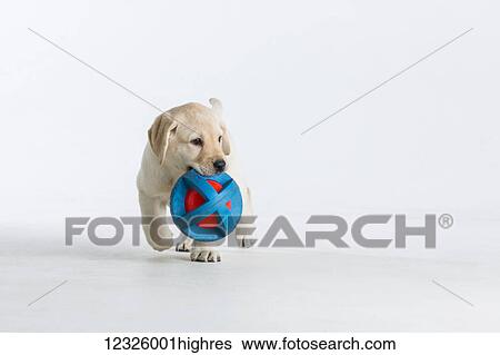A Labrador puppy walking on a white background carries a blue ball in it's mouth; Anchorage, Alaska, United States of America View Large Photo Image Stock Photograph - A Labrador puppy walking on a white background carries a blue ball in it's mouth; Anchorage, Alaska, United States of America. Fotosearch