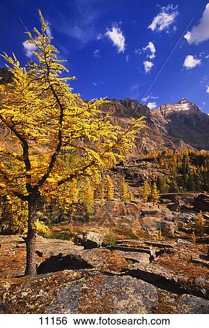 Stock Photograph - A larch tree. Fotosearch