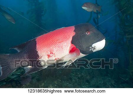 Stock Photograph - A large adult male sheephead (Semicossyphus pulcher) pictured in a forest of giant kelp (Macrocystis pyrifera), off Santa Barbara Island; California, United States of America. Fotosearch