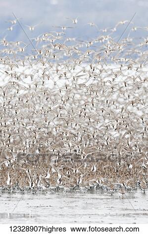 Stock Photograph - A large flock of birds taking flight over water; Alaska, United States of America. Fotosearch