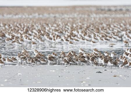 Stock Photograph - A large flock of small birds standing on the snow covered ground; Cordova, Alaska, United States of America. Fotosearch