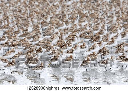 Stock Photograph - A large flock of small birds standing on one leg with spotted plumage on their wings; Cordova, Alaska, United States of America. Fotosearch