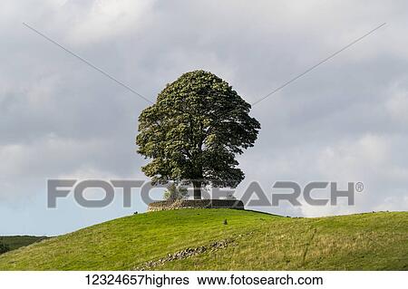 A large tree surrounded by a low stone fence sits on a hilltop under a cloudy sky; North Yorkshire, England View Large Photo Image Stock Photograph - A large tree surrounded by a low stone fence sits on a hilltop under a cloudy sky; North Yorkshire, England. Fotosearch