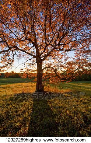 Stock Photograph - A large tree with orange foliage in autumn; Oakfield, Nova Scotia, Canada. Fotosearch