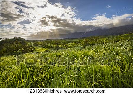 A late after0on scene below Haleakala on the backside of Maui, near Kaupo; Maui, Hawaii, United States of America View Large Photo Image Stock Photograph - A late after0on scene below Haleakala on the backside of Maui, near Kaupo; Maui, Hawaii, United States of America. Fotosearch