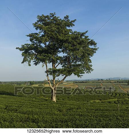 Stock Photograph - A lone tree growing in a tree plantation with a blue sky stretching over farmland; Tambon Si Kham, Chang Wat Chiang Rai, Thailand. Fotosearch