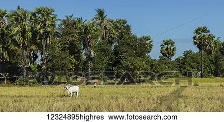 A lone white cow stands in a field with palm trees under a blue sky; Angkor Thom, Siem Reap Province, Cambodia View Large Photo Image Stock Photograph - A lone white cow stands in a field with palm trees under a blue sky; Angkor Thom, Siem Reap Province, Cambodia. Fotosearch