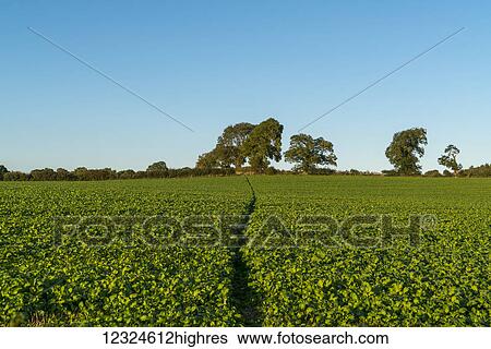 A lush green crop growing in a field with blue sky; Yorkshire, England View Large Photo Image Stock Photograph - A lush green crop growing in a field with blue sky; Yorkshire, England. Fotosearch