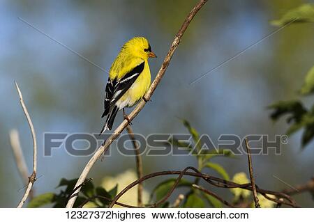 Stock Photograph - A male American Goldfinch (Spinus tristis) perches in a bush; Astoria, Oregon, United States of America. Fotosearch