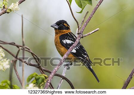 Stock Photograph - A male Black-headed Grosbeak (Pheucticus melanocephalus) perches in an elderberry bush; Astoria, Oregon, United States of America. Fotosearch
