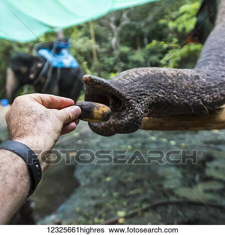 Stock Photograph - A man's hand feeding an elephant, Na Muang Safari Park; Koh Samu, Chang Wat Surat Thani, Thailand. Fotosearch