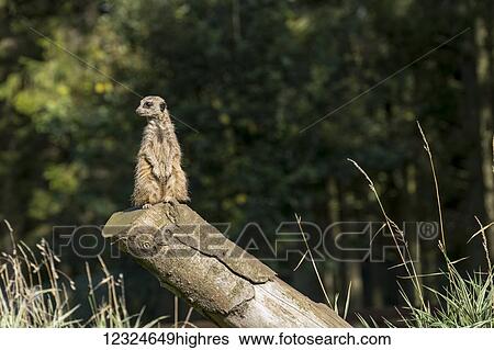 Stock Photograph - A meerkat (Suricata suricatta) sits watchful and alert on a log; North Yorkshire, England. Fotosearch