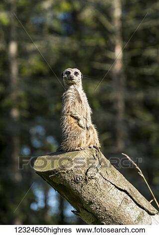 Stock Photograph - A meerkat (Suricata suricatta) sits watchful and alert on a log; North Yorkshire, England. Fotosearch