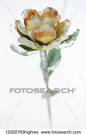 Stock Photograph - A metal flower encased in ice from an ice storm against a white background. Fotosearch