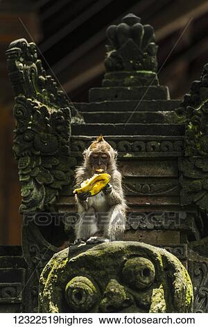 A monkey eating a banana while sitting on a sculpture, Monkey Forest; Ubud, Bali Island, Indonesia View Large Photo Image Stock Photograph - A monkey eating a banana while sitting on a sculpture, Monkey Forest; Ubud, Bali Island, Indonesia. Fotosearch