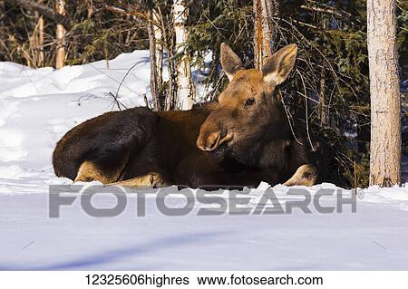 Stock Photograph - A moose calf (alces alces) beds down in snow behind a residence; Delta Junction, Alaska, United States of America. Fotosearch