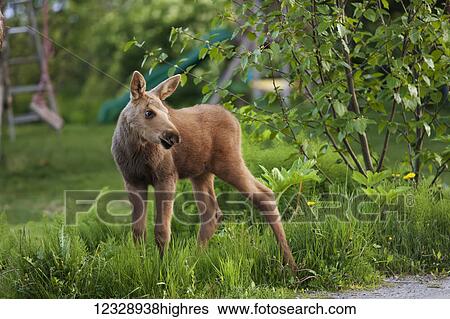Stock Photograph - A moose calf (alces alces) stands on the grass of a residential backyard with a child's slide in the background; Alaska, United States of America. Fotosearch