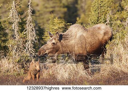 Stock Photograph - A moose cow (alces alces) and it's calf together in a forest; Alaska, United States of America. Fotosearch