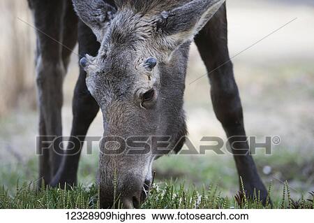 Stock Photograph - A moose cow (alces alces) eating grass; Homer, Alaska, United States of America. Fotosearch
