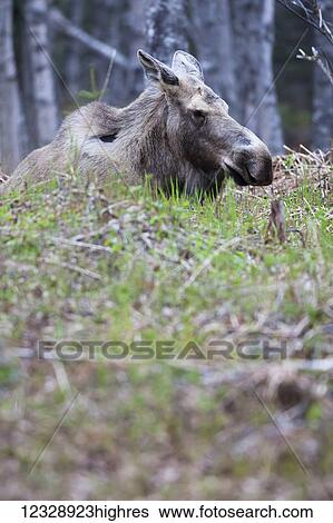 Stock Photograph - A moose cow (alces alces) standing in a forest; Homer, Alaska, United States of America. Fotosearch
