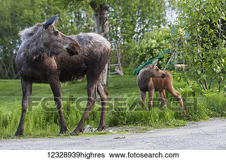 Stock Photograph - A moose cow and it's calf (alces alces) stand on the grass of a residential backyard with a child's slide in the background; Alaska, United States of America. Fotosearch