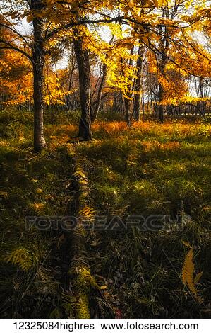 Stock Photograph - A moss covered nurse log rests among the ferns of an autumn coloured forest meadow near the floodplain of the Mersey River, Kejimkujik National Park; Nova Scotia, Canada. Fotosearch