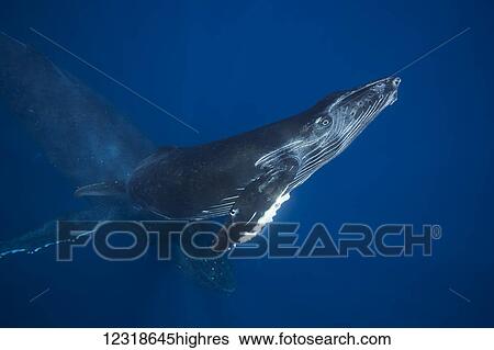 Stock Photograph - A mother and calf pair of humpback whales (Megaptera 0vaeangliae) off the Island of Maui; Maui, Hawaii, United States of America. Fotosearch