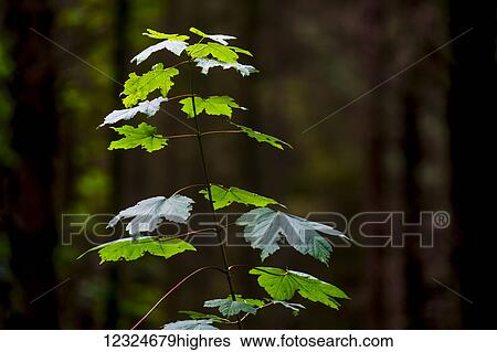 Stock Photograph - A new green plant grows up towards the sunlight; North Yorkshire, England. Fotosearch