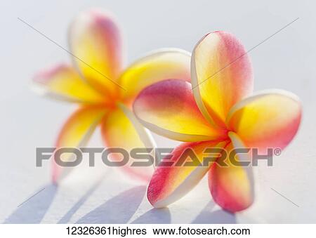Stock Photograph - A pair of beautiful yellow and pink Plumeria flowers together (Apocynaceae) on a white background; Honolulu, Oahu, Hawaii, United States of America. Fotosearch