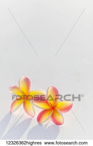 Stock Photograph - A pair of beautiful yellow and pink Plumeria flowers together (Apocynaceae) on a white background; Honolulu, Oahu, Hawaii, United States of America. Fotosearch