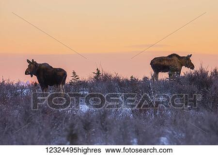 A pair of female moose (alces alces) forage at sunrise in mid-winter, south of Delta Junction; Alaska, United States of America View Large Photo Image Stock Photograph - A pair of female moose (alces alces) forage at sunrise in mid-winter, south of Delta Junction; Alaska, United States of America. Fotosearch