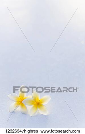 Stock Photograph - A pair of yellow Plumeria flower, also known as Apocynaceae, together with white space background; Honolulu, Oahu, Hawaii, United States of America. Fotosearch