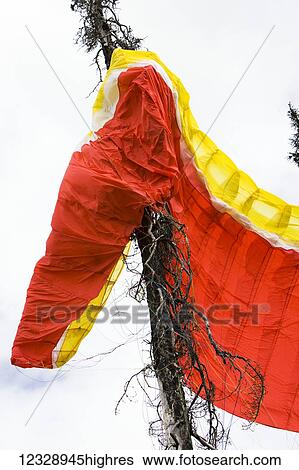 Stock Photograph - A parachute caught in a tree; Homer, Alaska, United States of America. Fotosearch