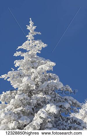A pine tree covered in snow and frost against a bright blue sky; Alaska, United States of America View Large Photo Image Stock Photograph - A pine tree covered in snow and frost against a bright blue sky; Alaska, United States of America. Fotosearch