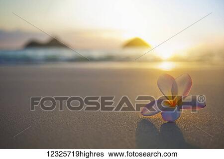 A pink plumeria flower sits on the sand of Lanikai Beach in Kailua with a view of Mokulua twin islands and the ocean at sunset in the distance; Kailua, Oahu, Hawaii, United States of America View Large Photo Image Stock Photograph - A pink plumeria flower sits on the sand of Lanikai Beach in Kailua with a view of Mokulua twin islands and the ocean at sunset in the distance; Kailua, Oahu, Hawaii, United States of America. Fotosearch