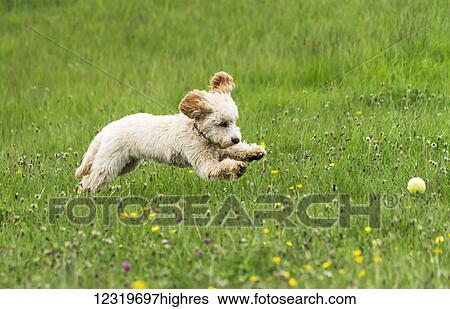 A puppy runs across a field of wildflowers to catch a ball; South Shields, Tyne and Wear, England View Large Photo Image Stock Photograph - A puppy runs across a field of wildflowers to catch a ball; South Shields, Tyne and Wear, England. Fotosearch