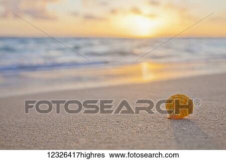 Stock Photograph - A rare yellow orange Hawaiian Sunrise Scallop Seashell, also known as Pecten Langfordi, in the sand at the beach at sunrise; Honolulu, Oahu, Hawaii, United States of America. Fotosearch