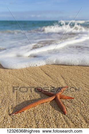 Stock Photograph - A red live Finger Starfish, also known as Linckia Sea Star, found along a sandy beach with white ocean tide washing up; Honolulu, Oahu, Hawaii, United States of America. Fotosearch