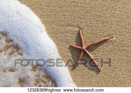A red live Finger Starfish, also known as Linckia Sea Star, found along a sandy beach with white ocean tide washing up; Honolulu, Oahu, Hawaii, United States of America View Large Photo Image Stock Photograph - A red live Finger Starfish, also known as Linckia Sea Star, found along a sandy beach with white ocean tide washing up; Honolulu, Oahu, Hawaii, United States of America. Fotosearch